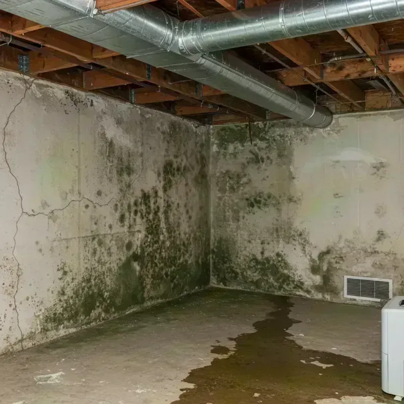 Professional Mold Removal in Saranac Lake, NY